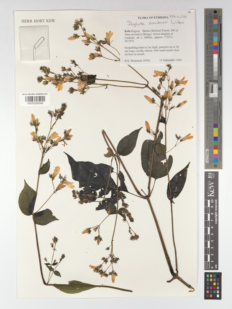 Isoglossa somalensis photo 5