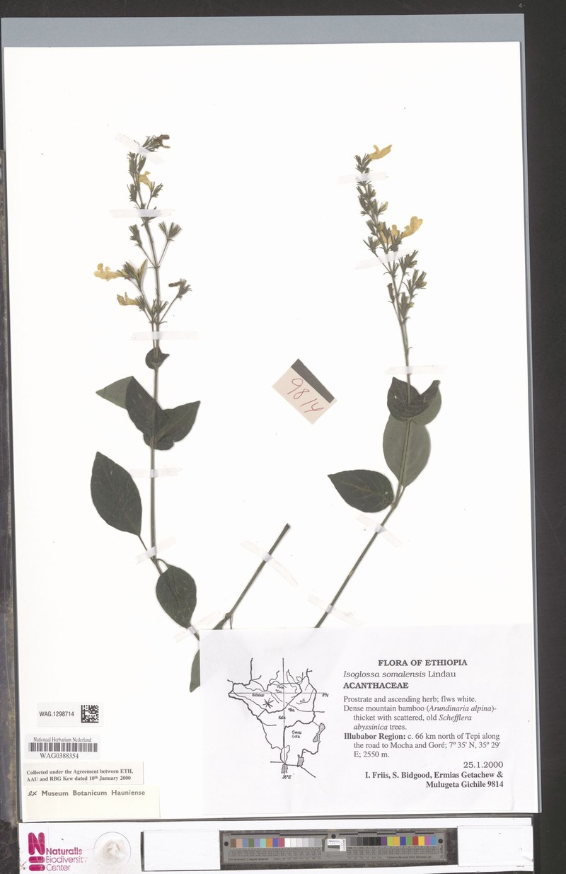 Isoglossa somalensis photo 6