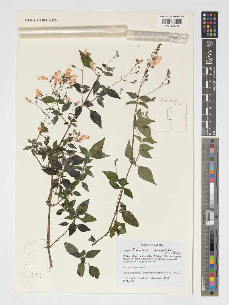 Isoglossa strigosula