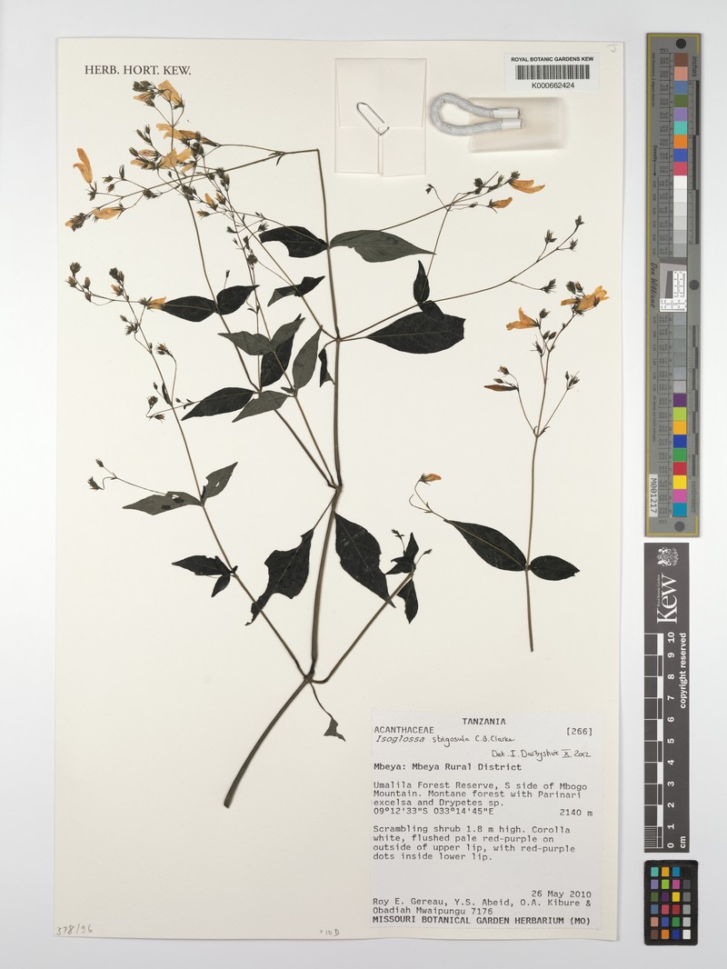Isoglossa strigosula photo 2