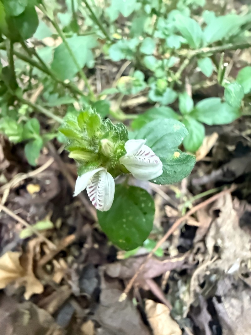 Isoglossa substrobilina