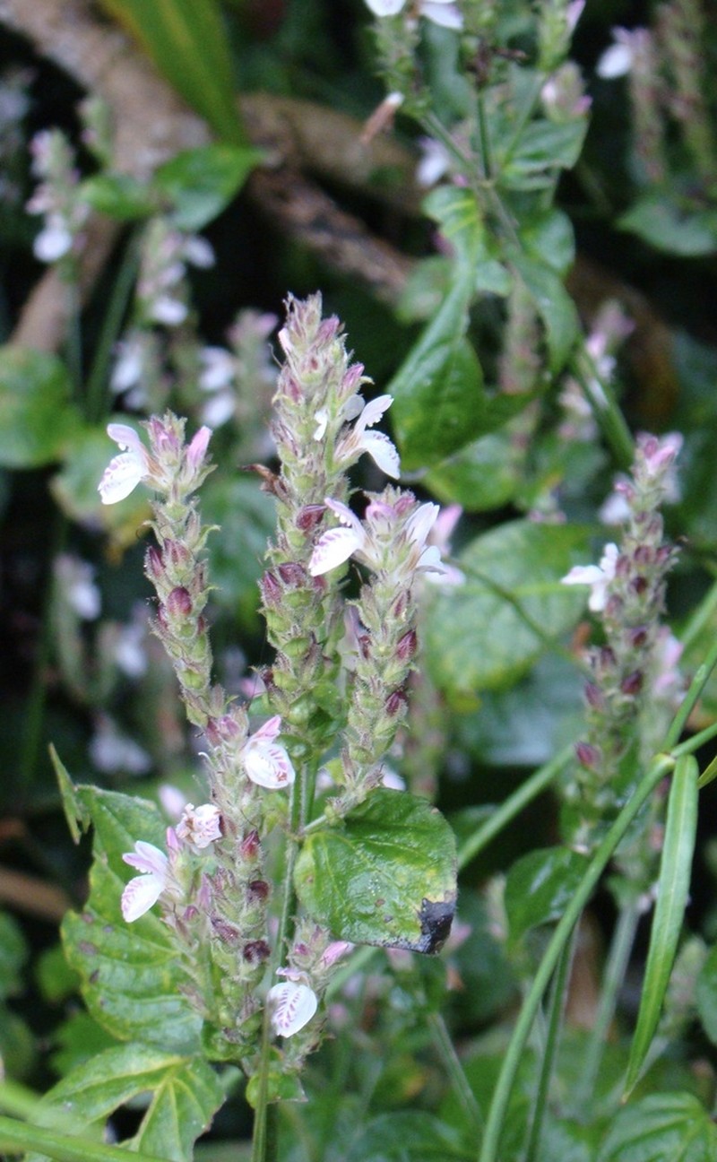 Isoglossa substrobilina photo 2