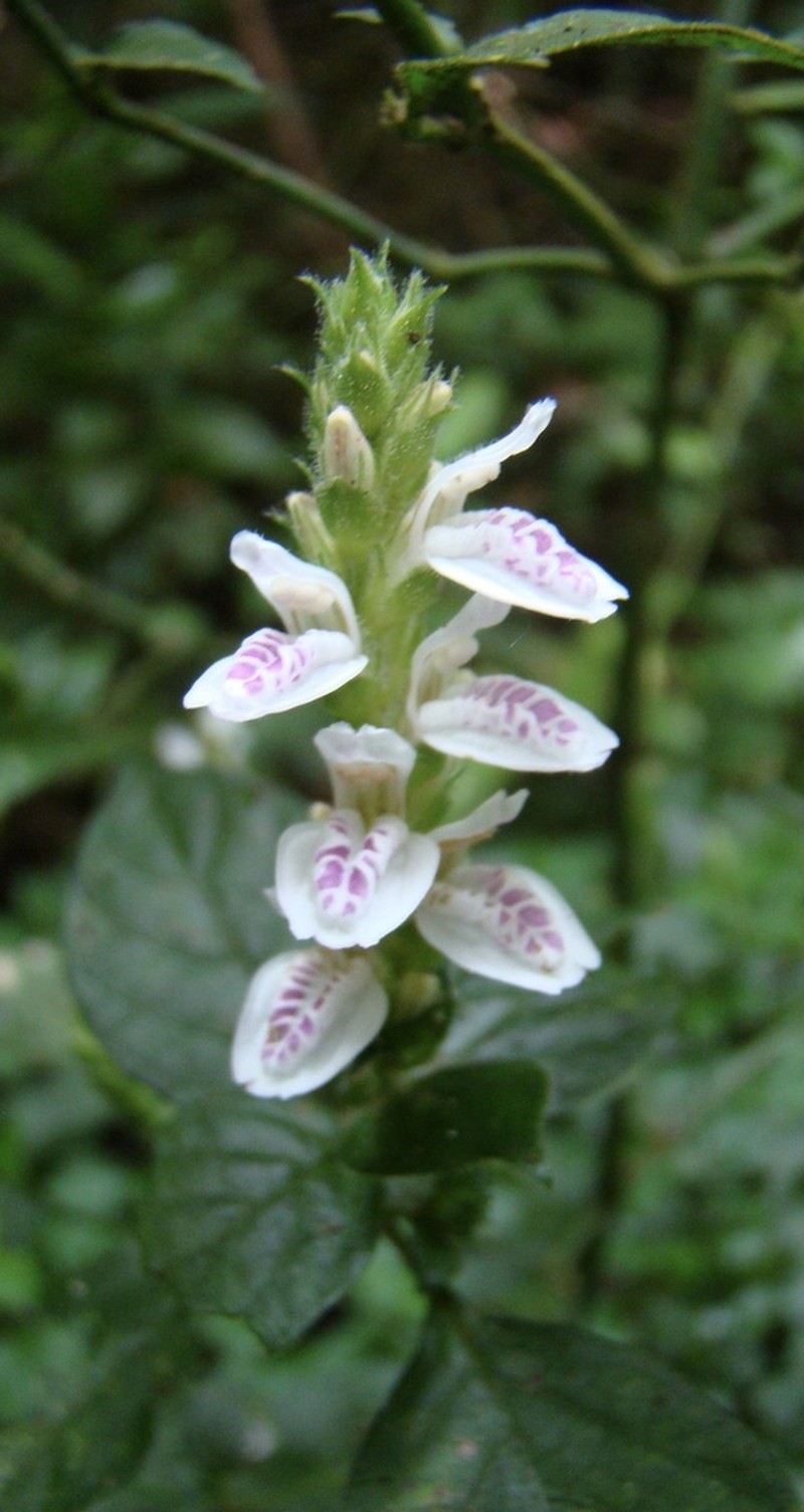 Isoglossa substrobilina photo 3