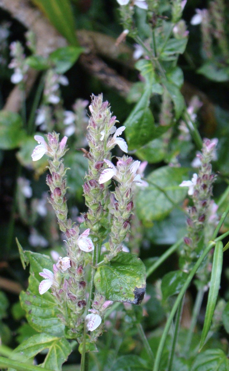 Isoglossa substrobilina photo 4