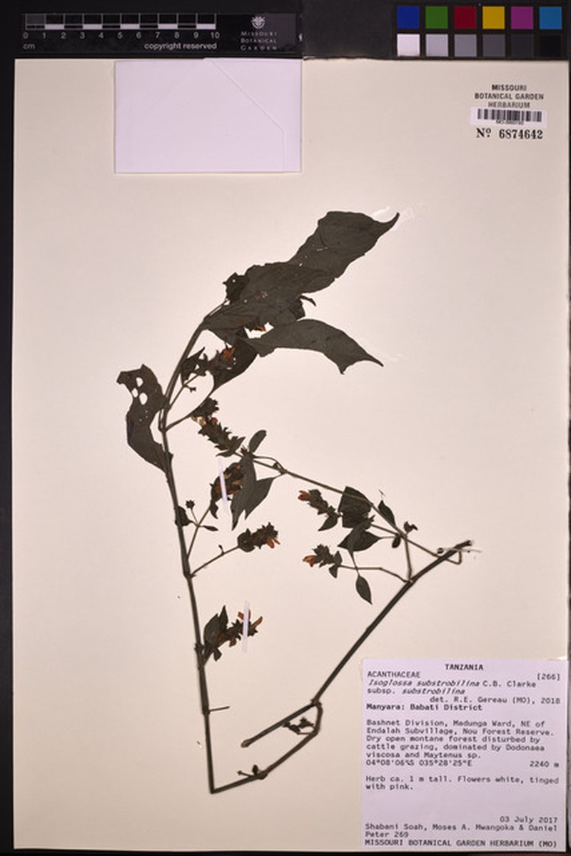 Isoglossa substrobilina subsp. substrobilina