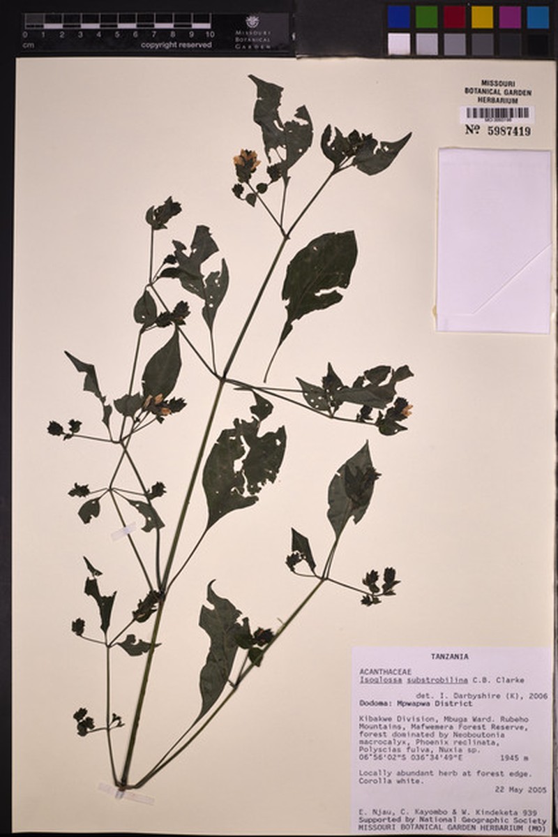 Isoglossa substrobilina subsp. substrobilina photo 2