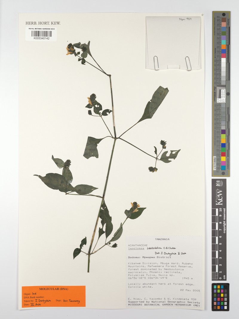 Isoglossa substrobilina subsp. substrobilina photo 3