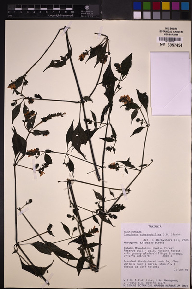 Isoglossa substrobilina subsp. substrobilina photo 4