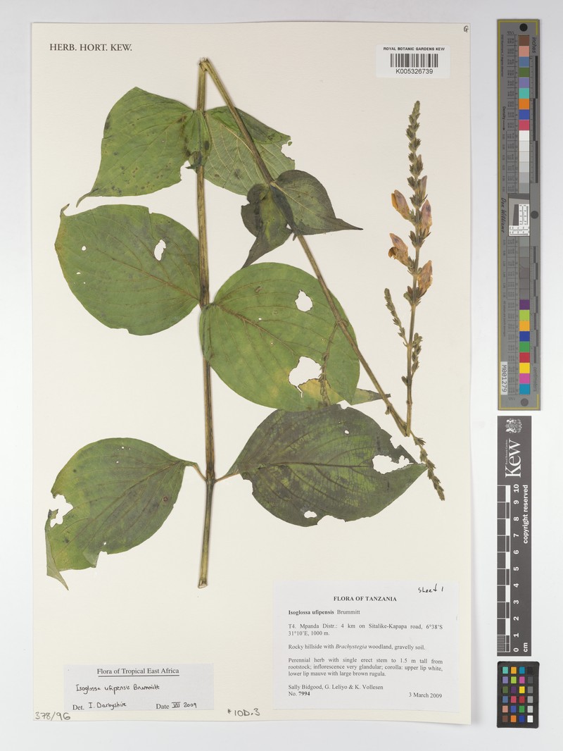 Isoglossa ufipensis
