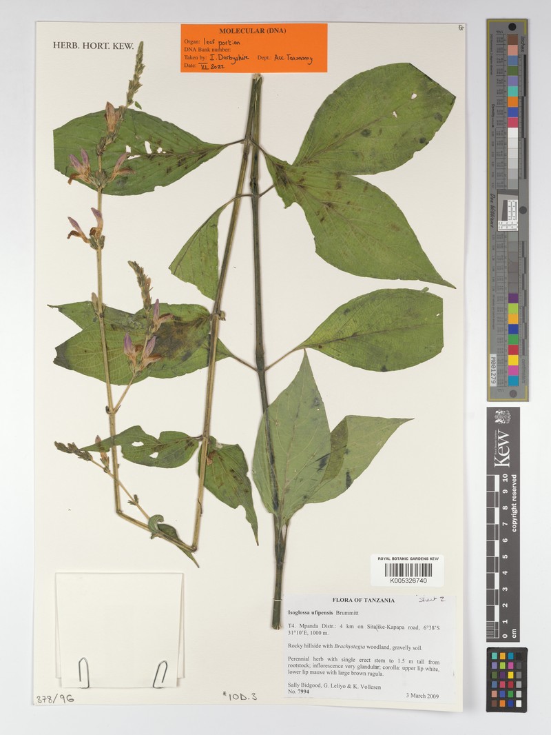 Isoglossa ufipensis photo 2