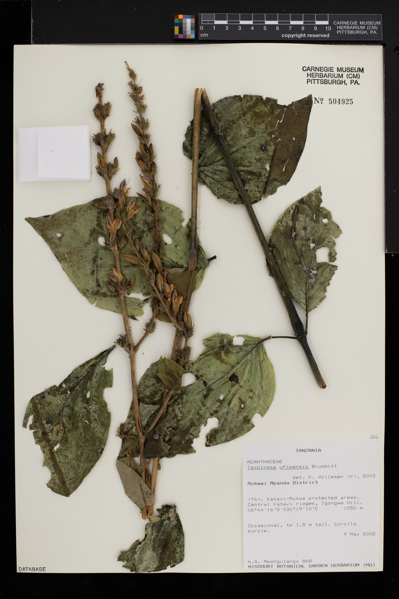 Isoglossa ufipensis photo 3
