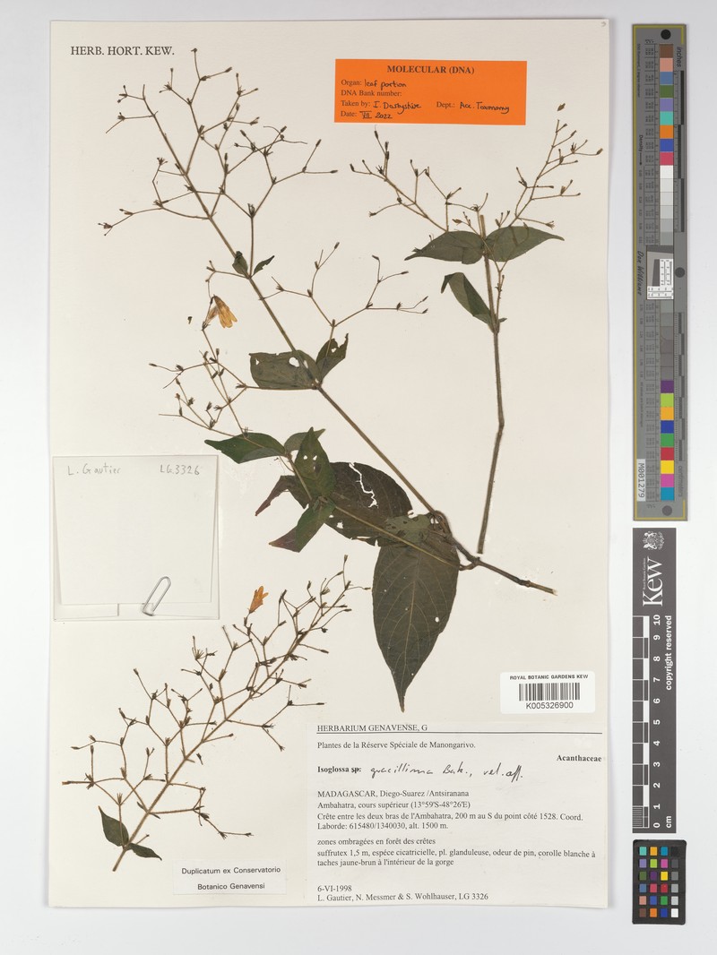 Isoglossa vestita