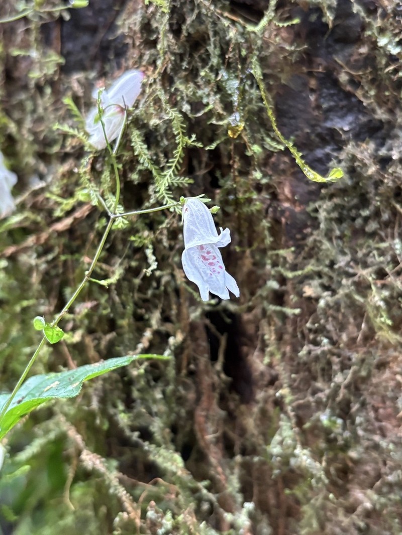 Isoglossa vulcanicola