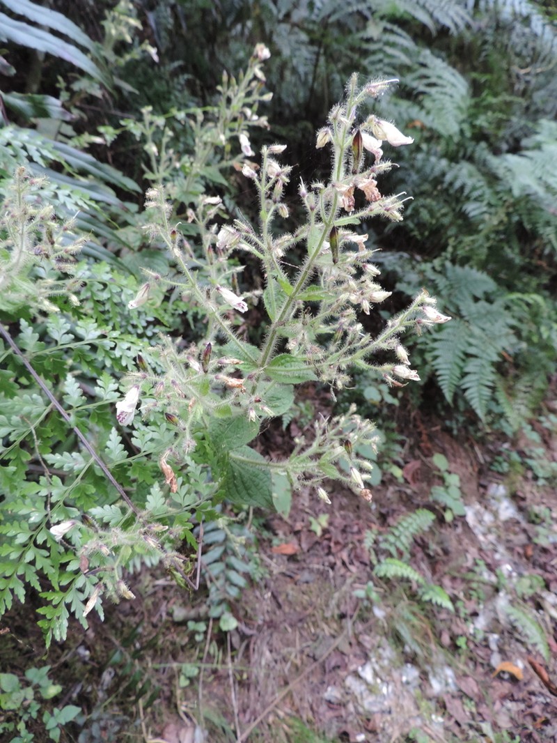 Isoglossa vulcanicola photo 2