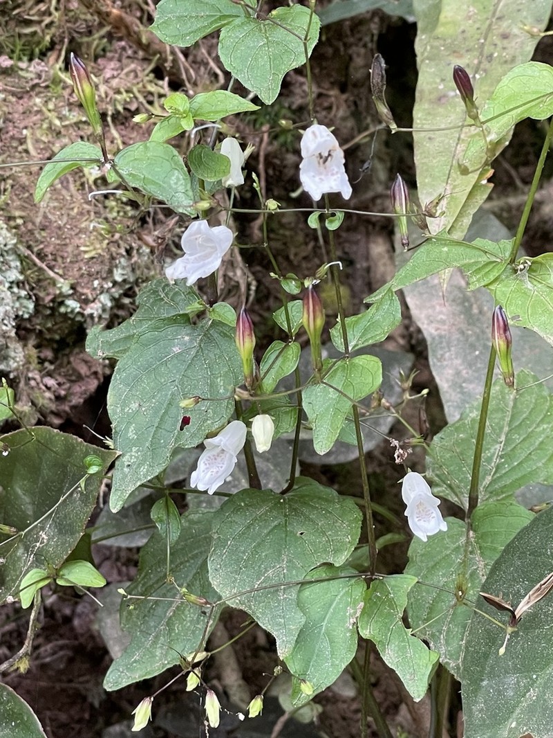 Isoglossa vulcanicola photo 3