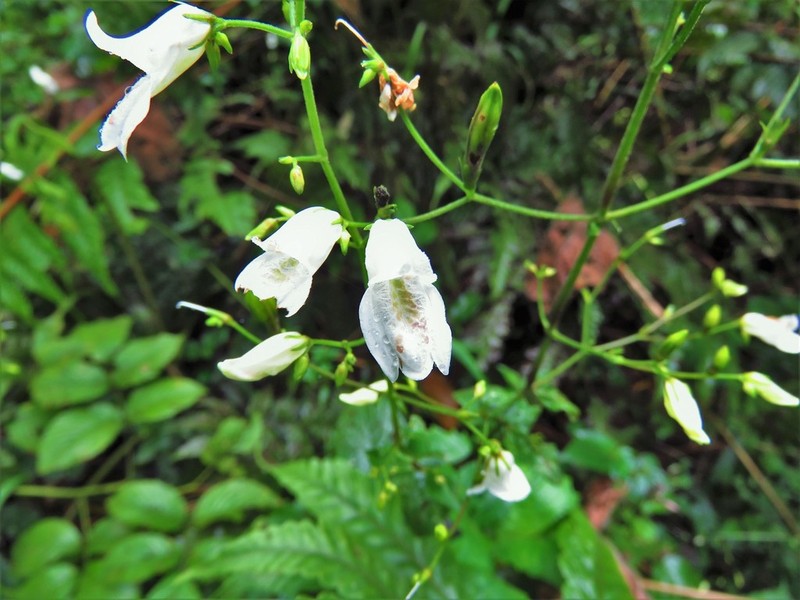 Isoglossa vulcanicola photo 4
