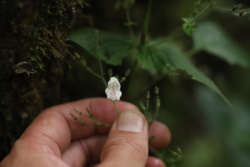 Isoglossa vulcanicola photo 5