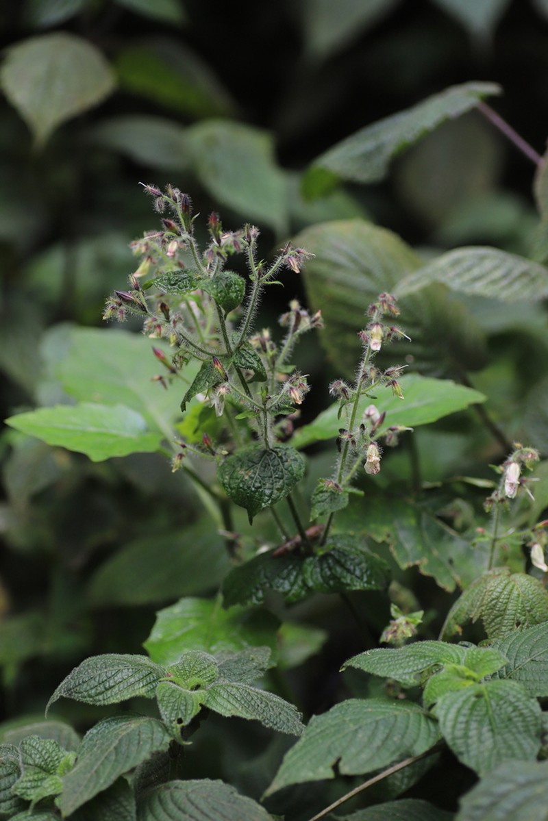 Isoglossa vulcanicola photo 6