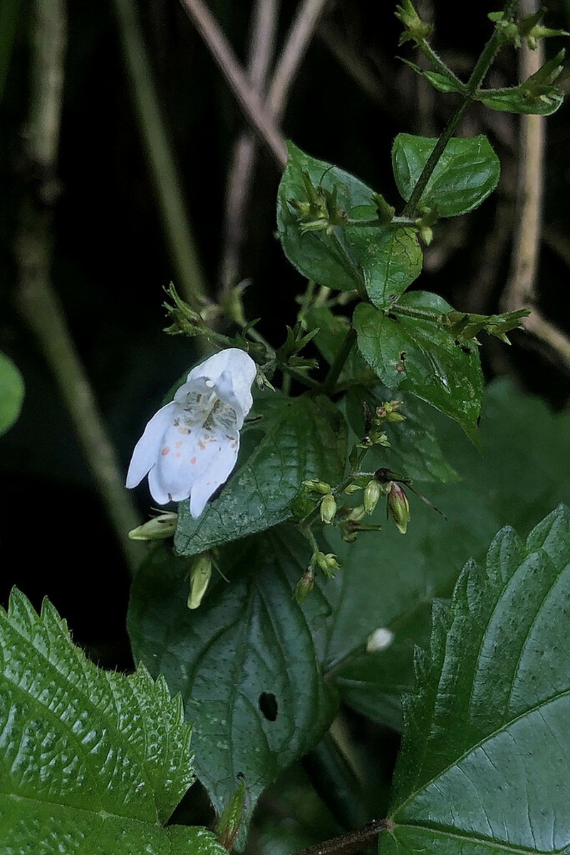 Isoglossa vulcanicola photo 7