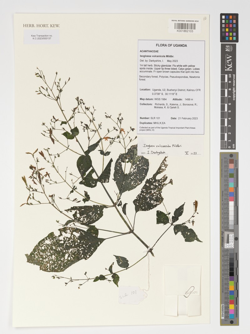 Isoglossa vulcanicola photo 8