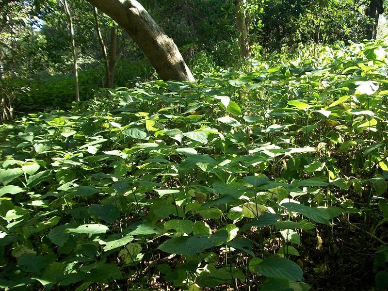 Isoglossa woodii