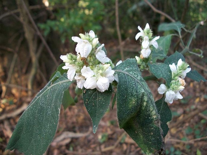 Isoglossa woodii photo 2