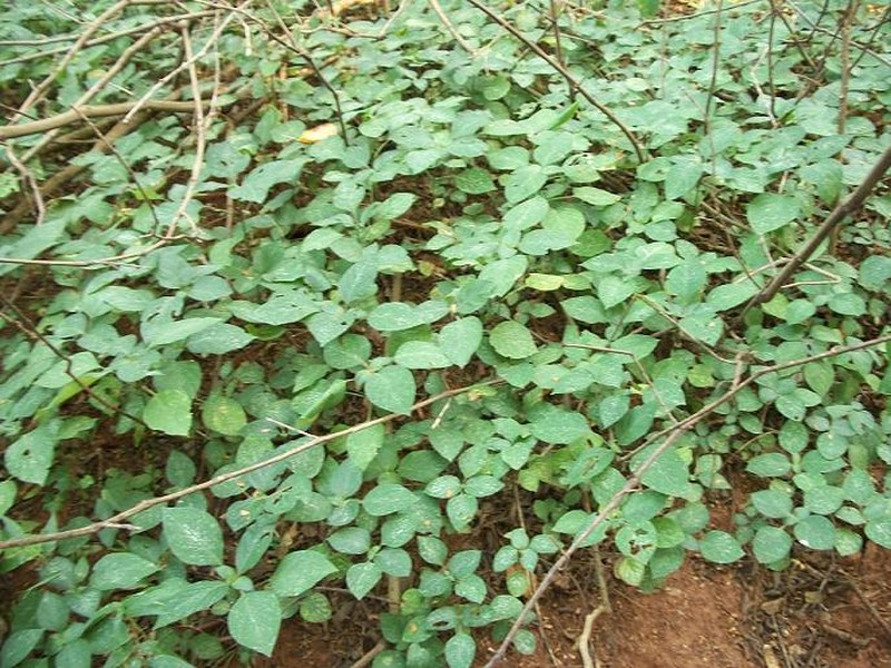 Isoglossa woodii photo 4