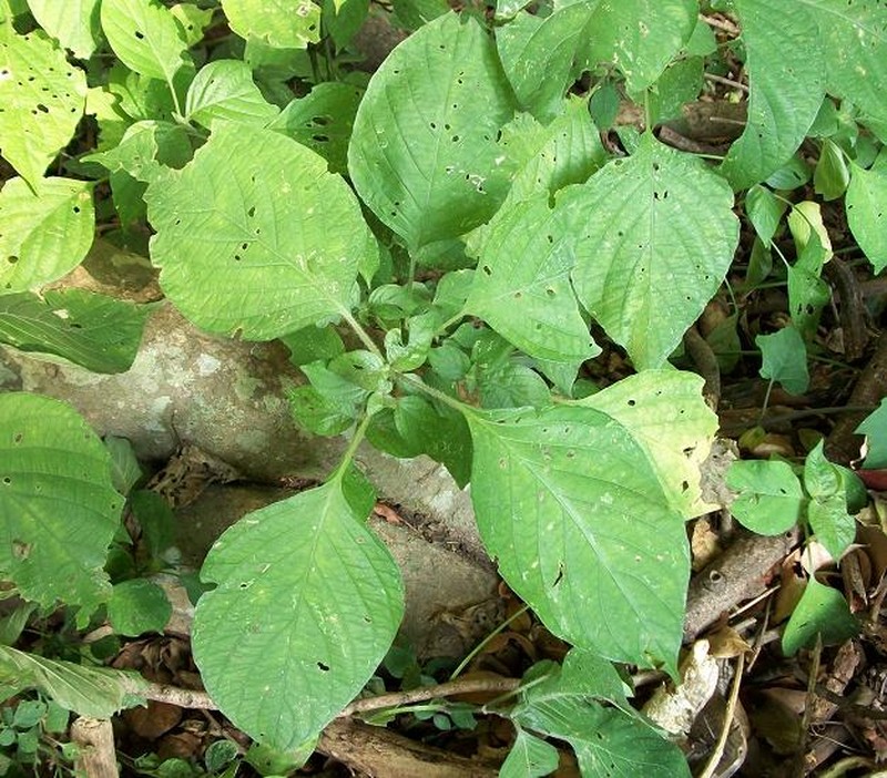 Isoglossa woodii photo 5