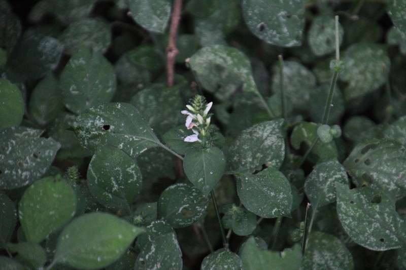 Isoglossa woodii photo 6