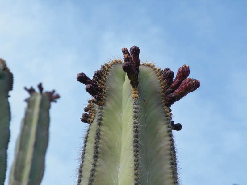 Isolatocereus dumortieri