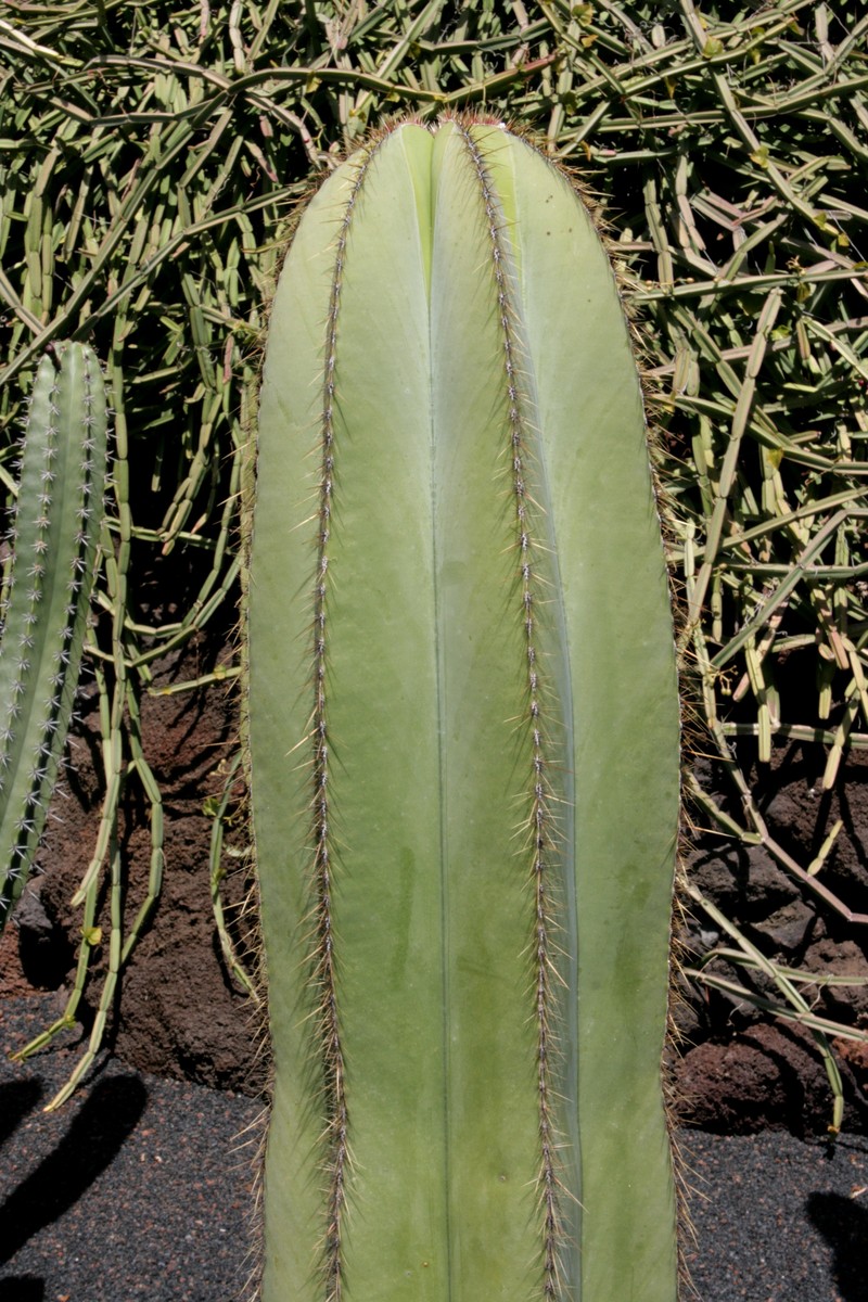 Isolatocereus dumortieri photo 3