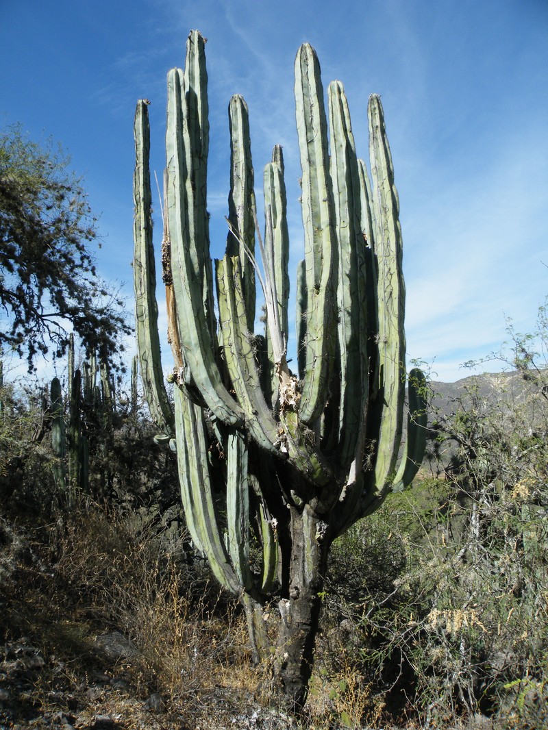 Isolatocereus dumortieri photo 4