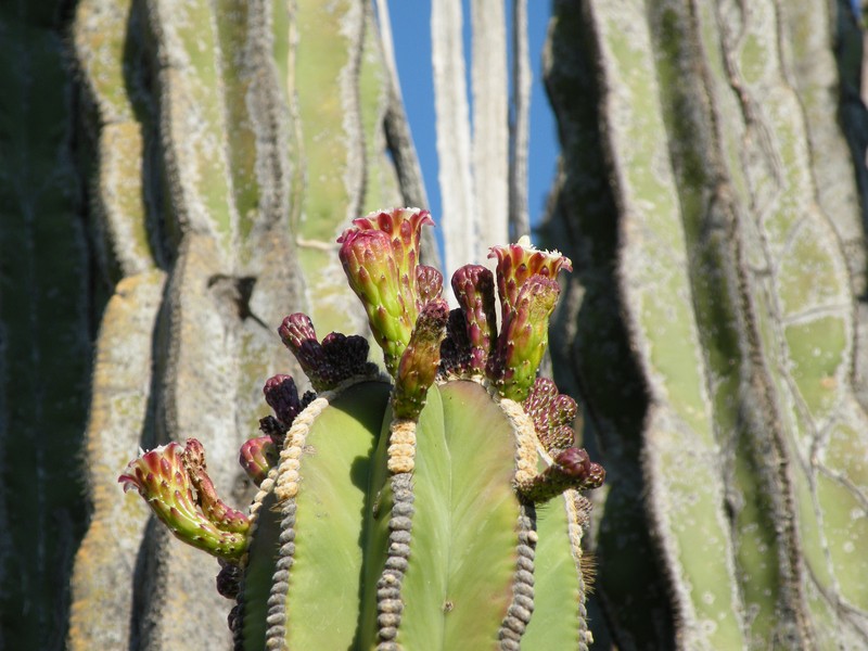 Isolatocereus dumortieri photo 5