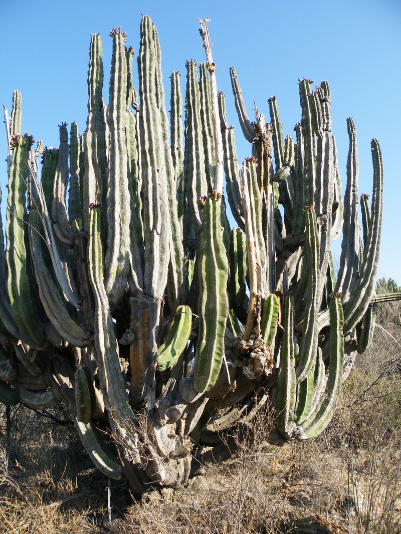 Isolatocereus dumortieri photo 7