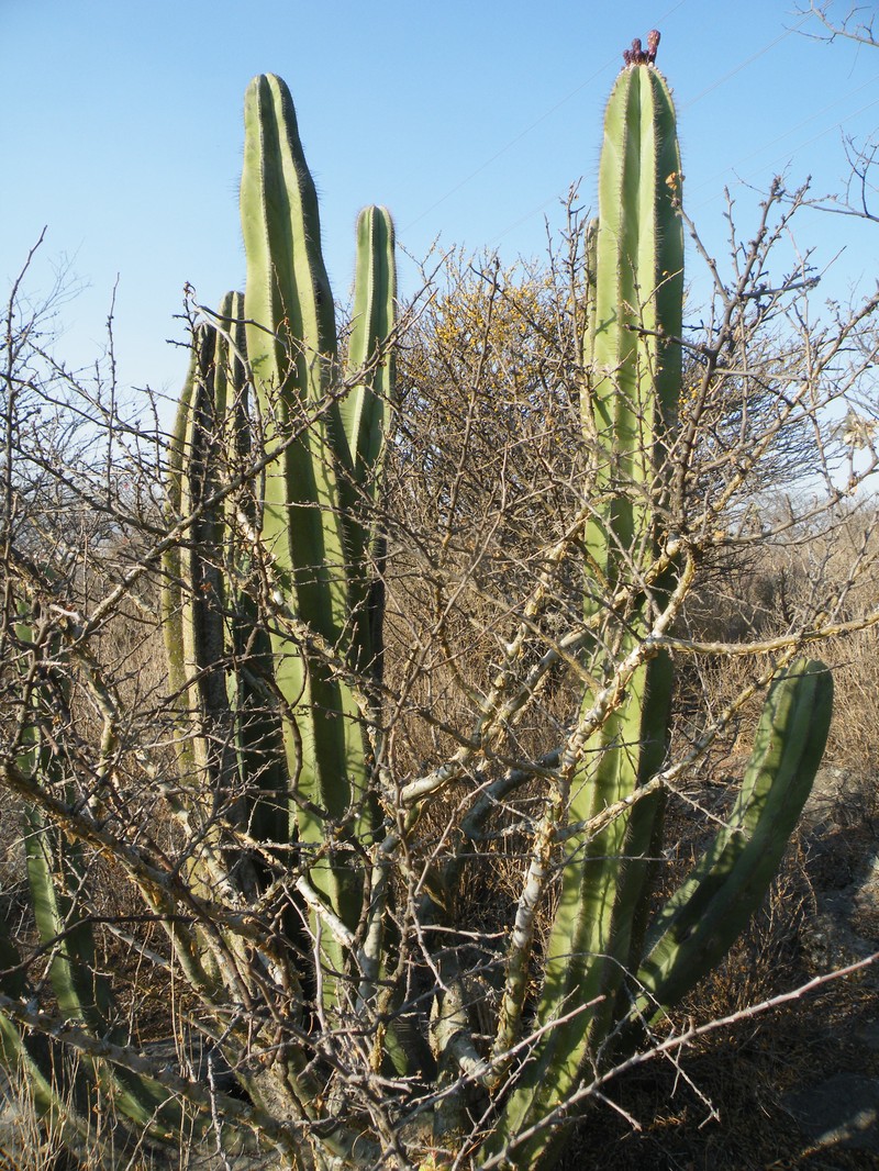 Isolatocereus dumortieri photo 8
