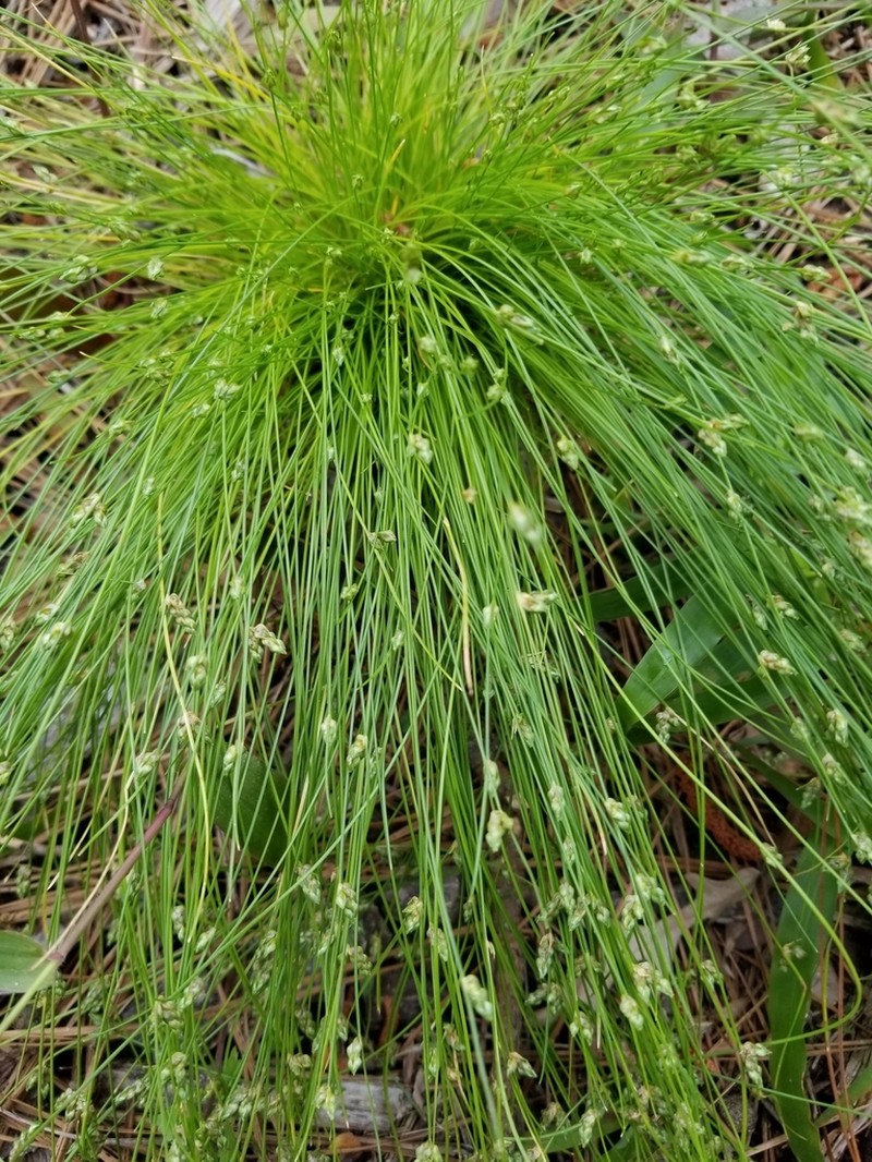 Keeled Bulrush photo 2