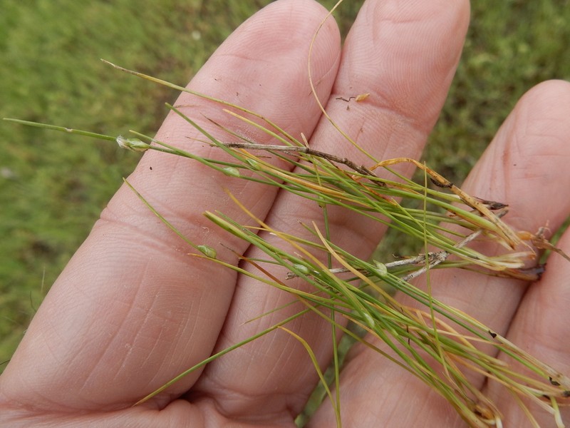 Keeled Bulrush photo 3