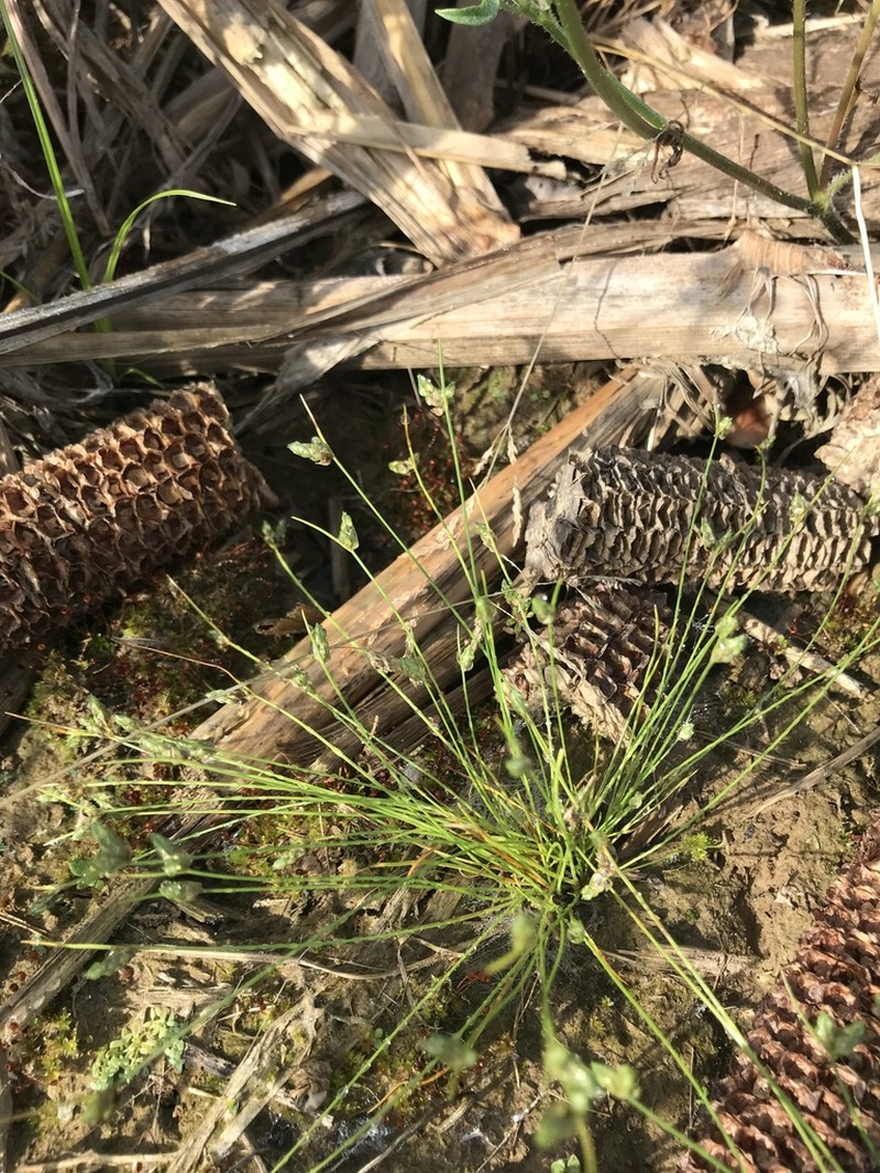 Keeled Bulrush photo 4