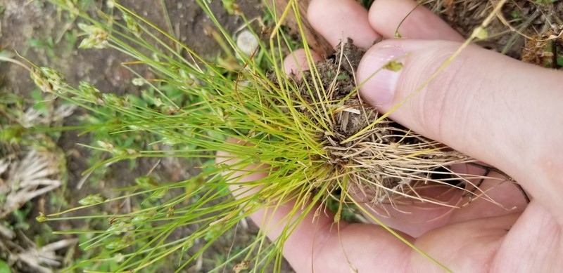 Keeled Bulrush photo 5
