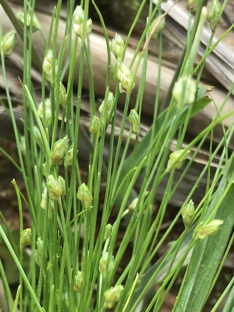 Keeled Bulrush photo 6