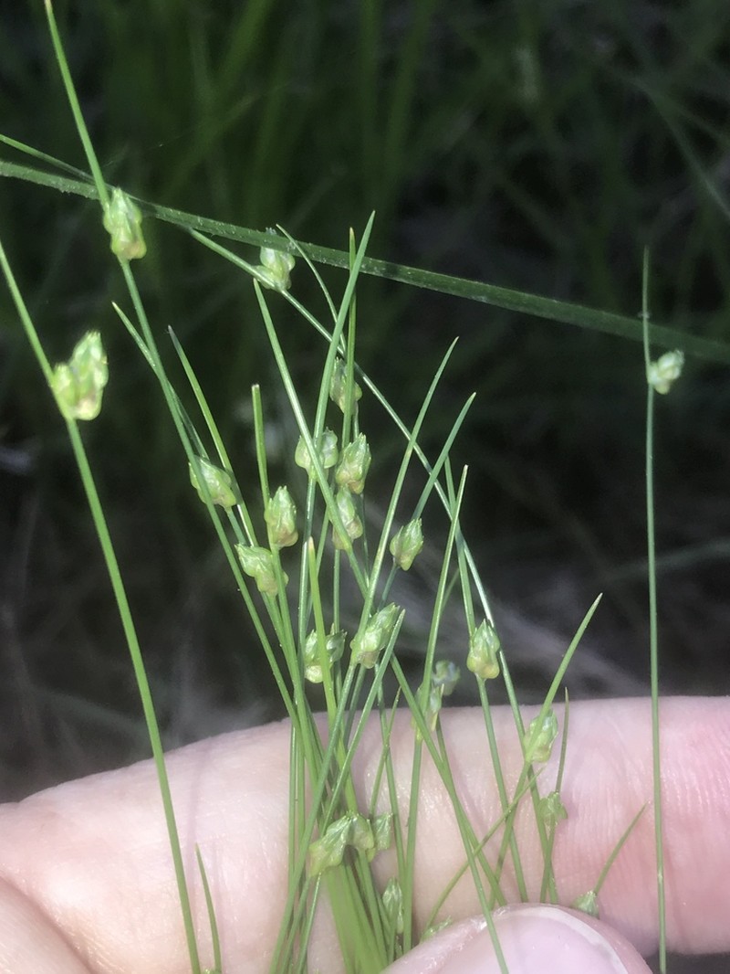 Keeled Bulrush photo 7