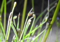 Low Bulrush