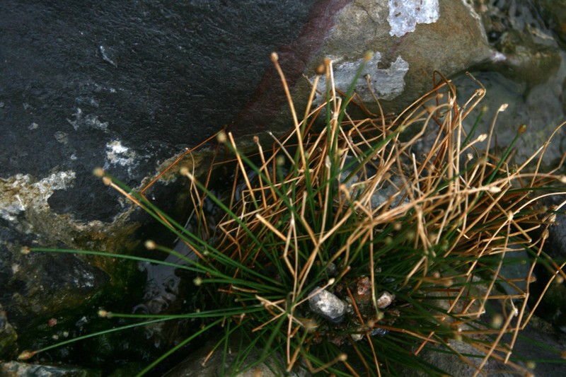 Low Bulrush photo 2