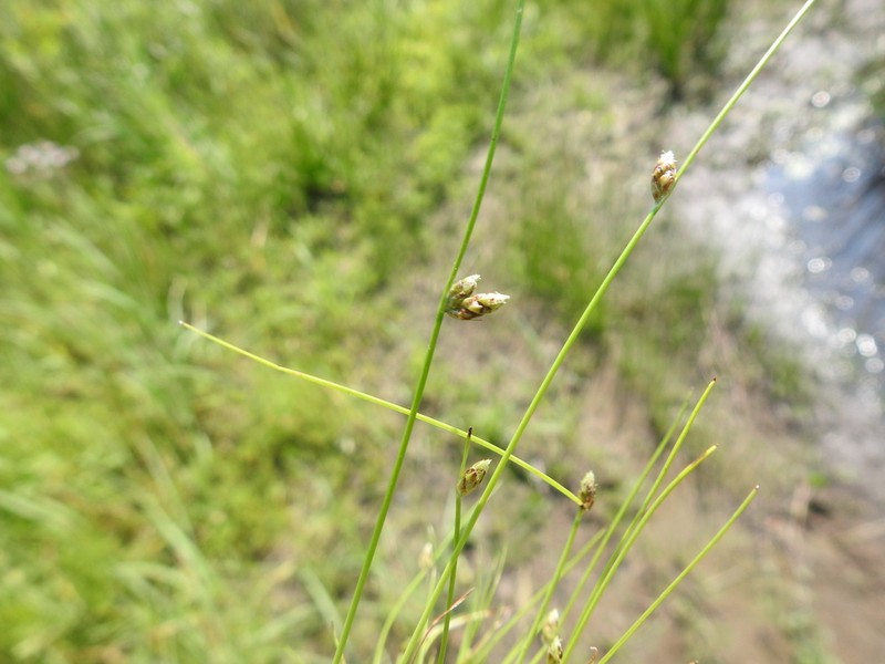 Low Bulrush photo 3