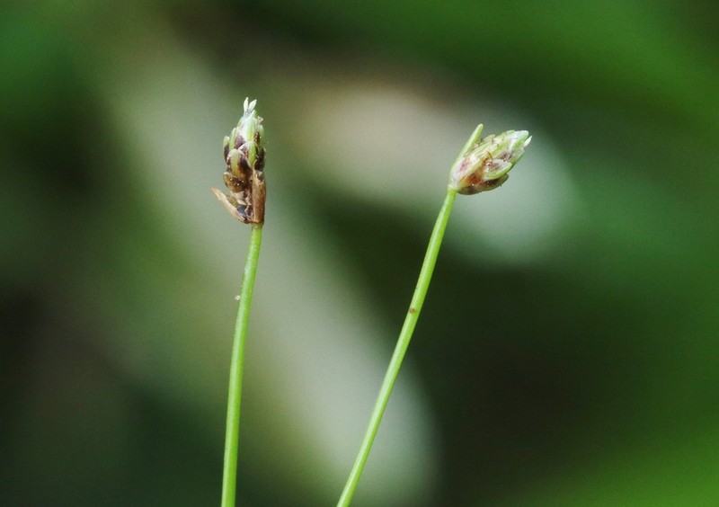 Low Bulrush photo 5