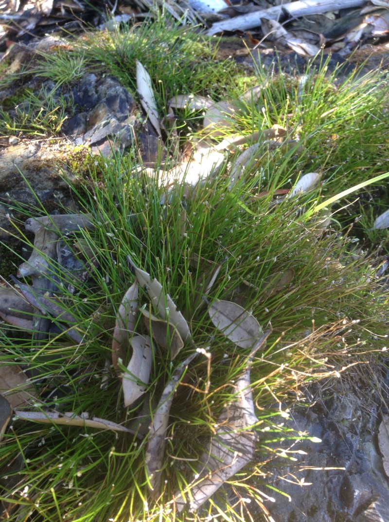 Low Bulrush photo 6