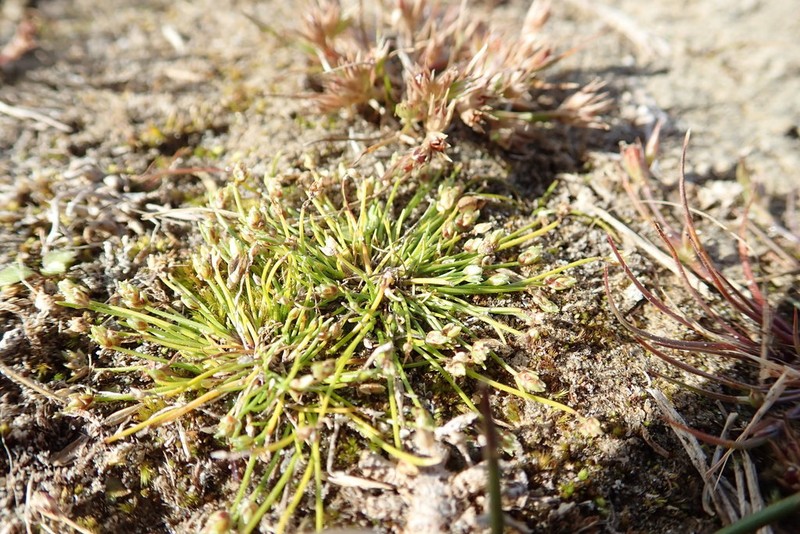 Low Bulrush photo 7