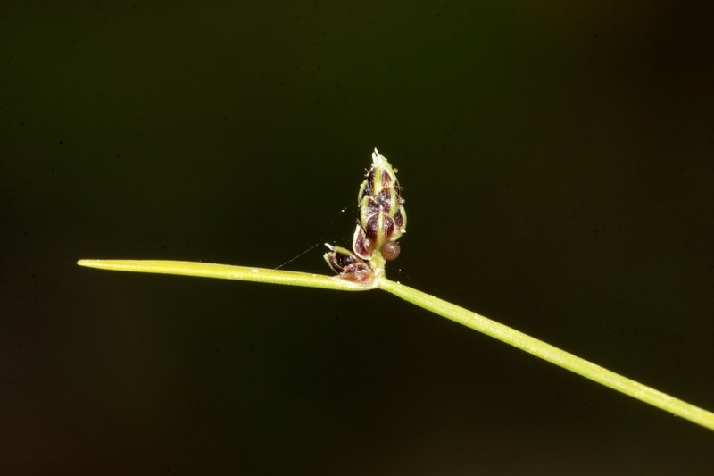 Low Bulrush photo 8