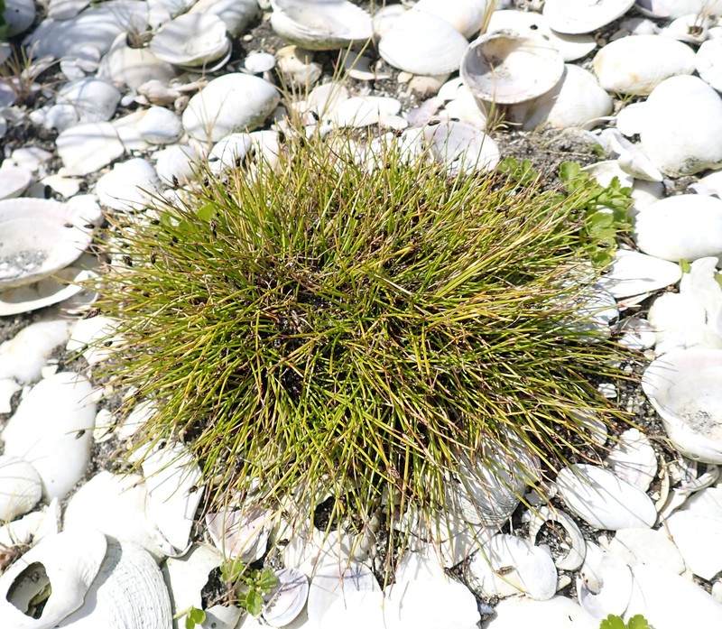 Isolepis cernua var. cernua