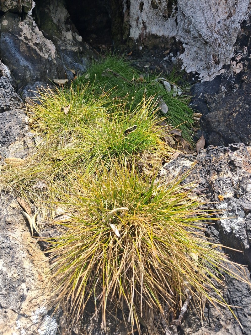Isolepis cernua var. cernua photo 2